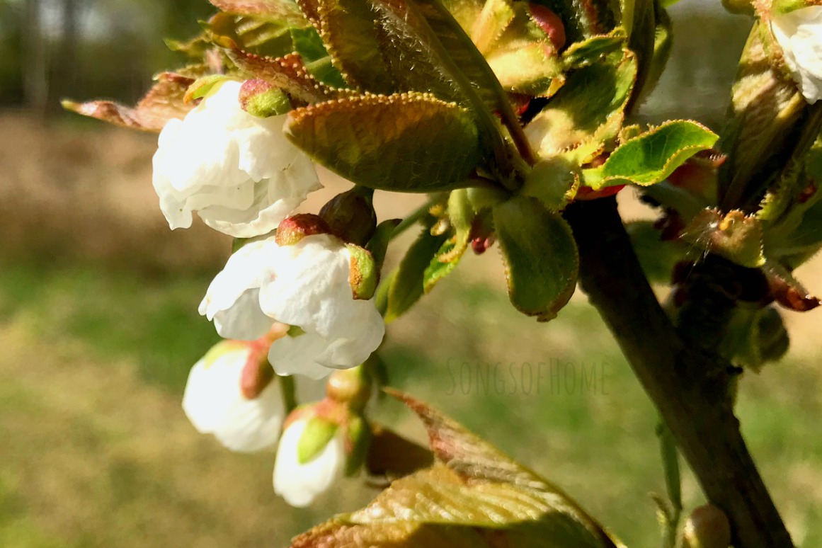 apple blossoms in white and green
